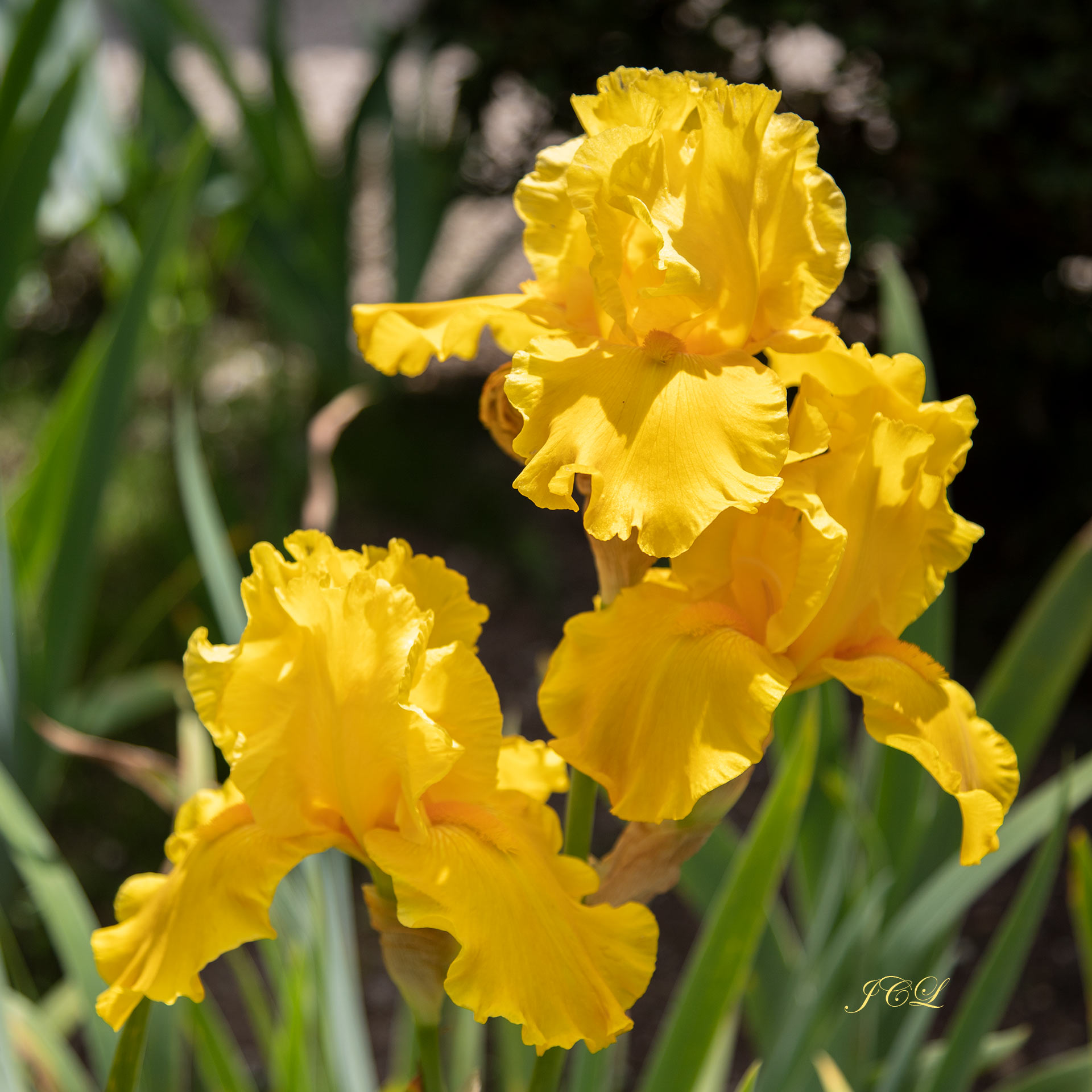 Magnifique iris jaune du Parc de Bagatelle.