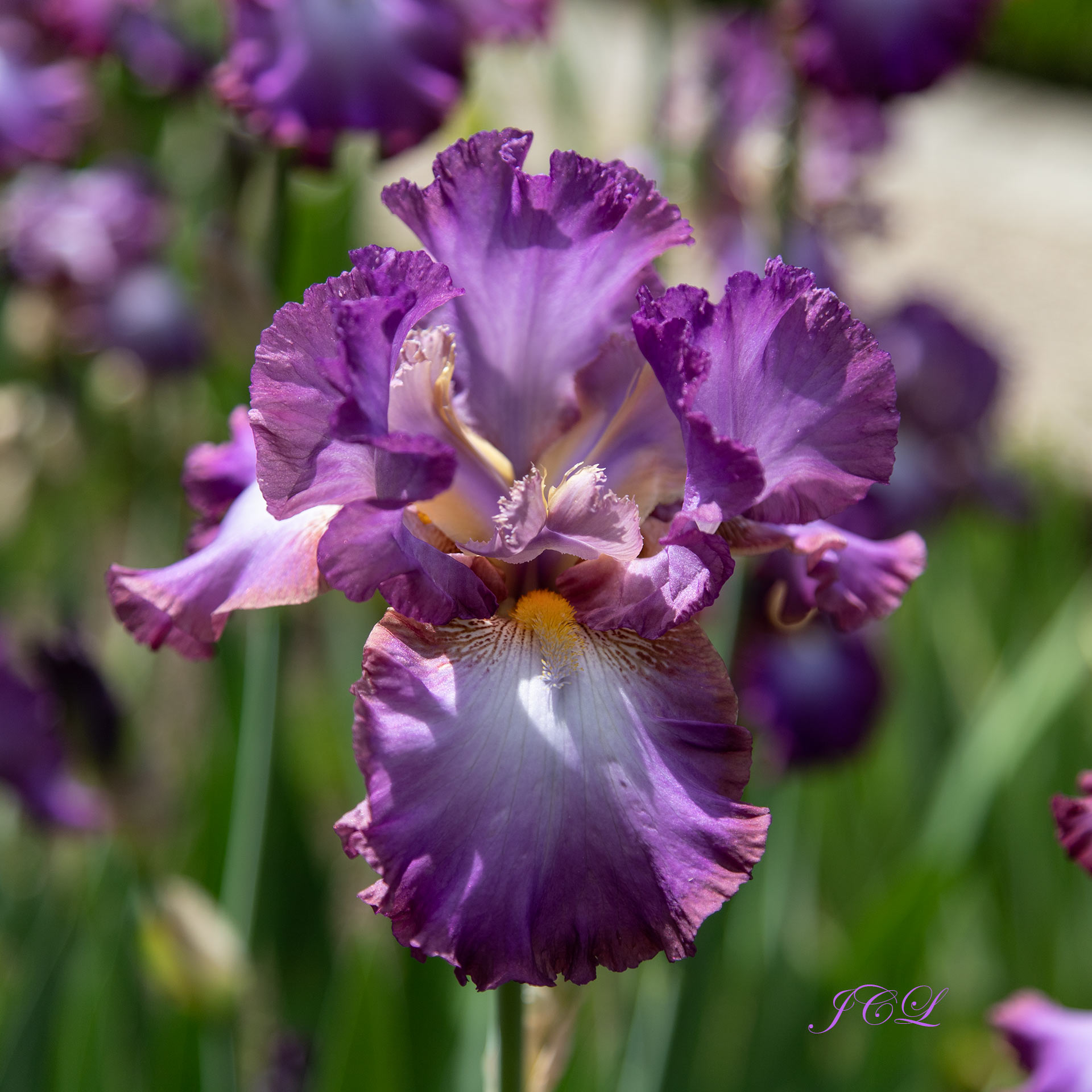 Bel iris mauve violet du Parc de Bagatelle à Paris.
