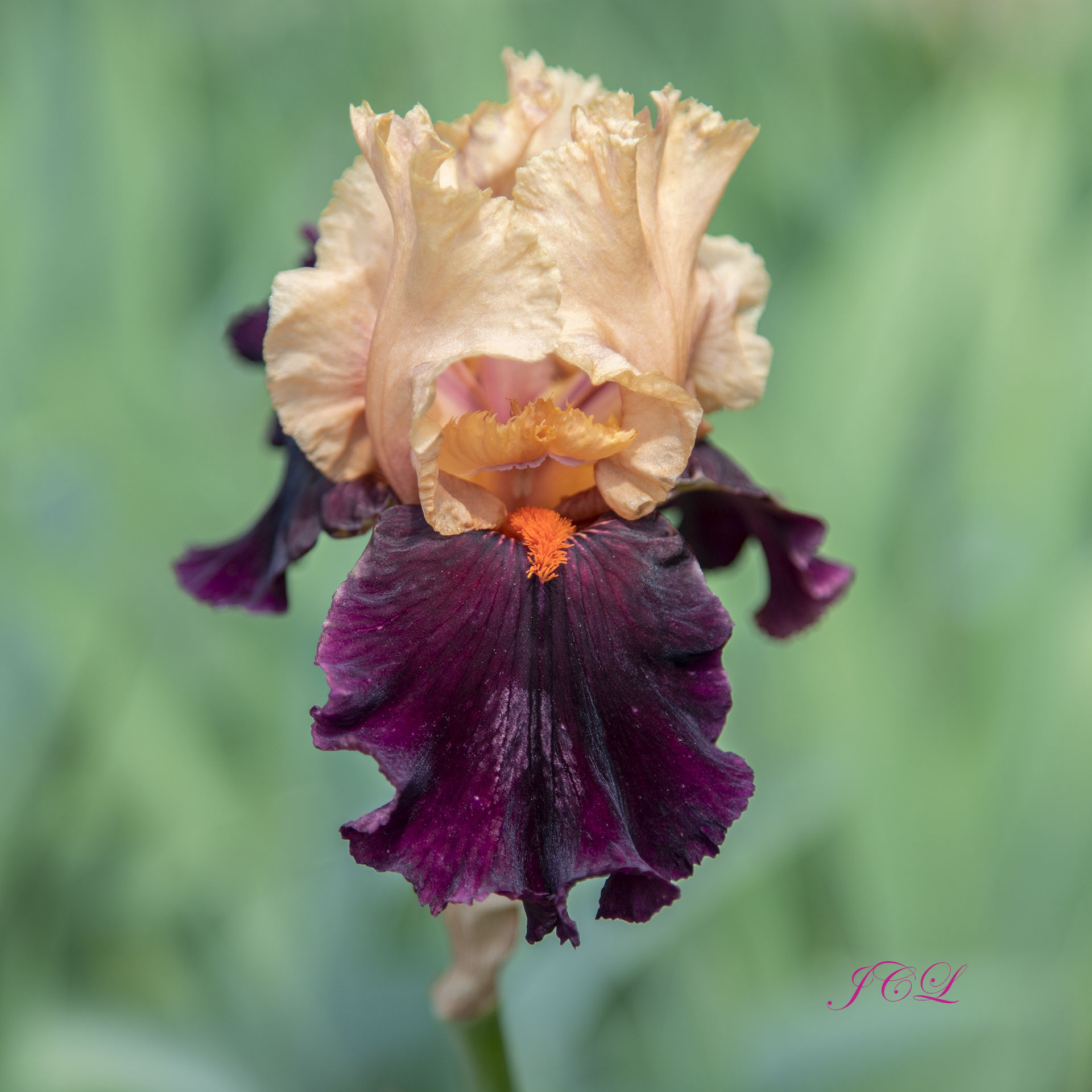 Bel iris du jardin de Bagatelle à Paris.