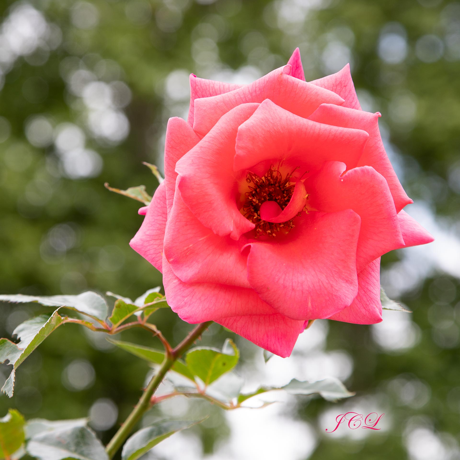 Belle rose rose au Parc de Bagatelle en juin.