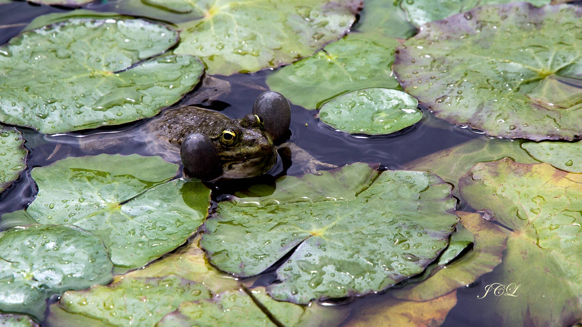 La grenouille du bassin du Jardin des plantes à Paris.