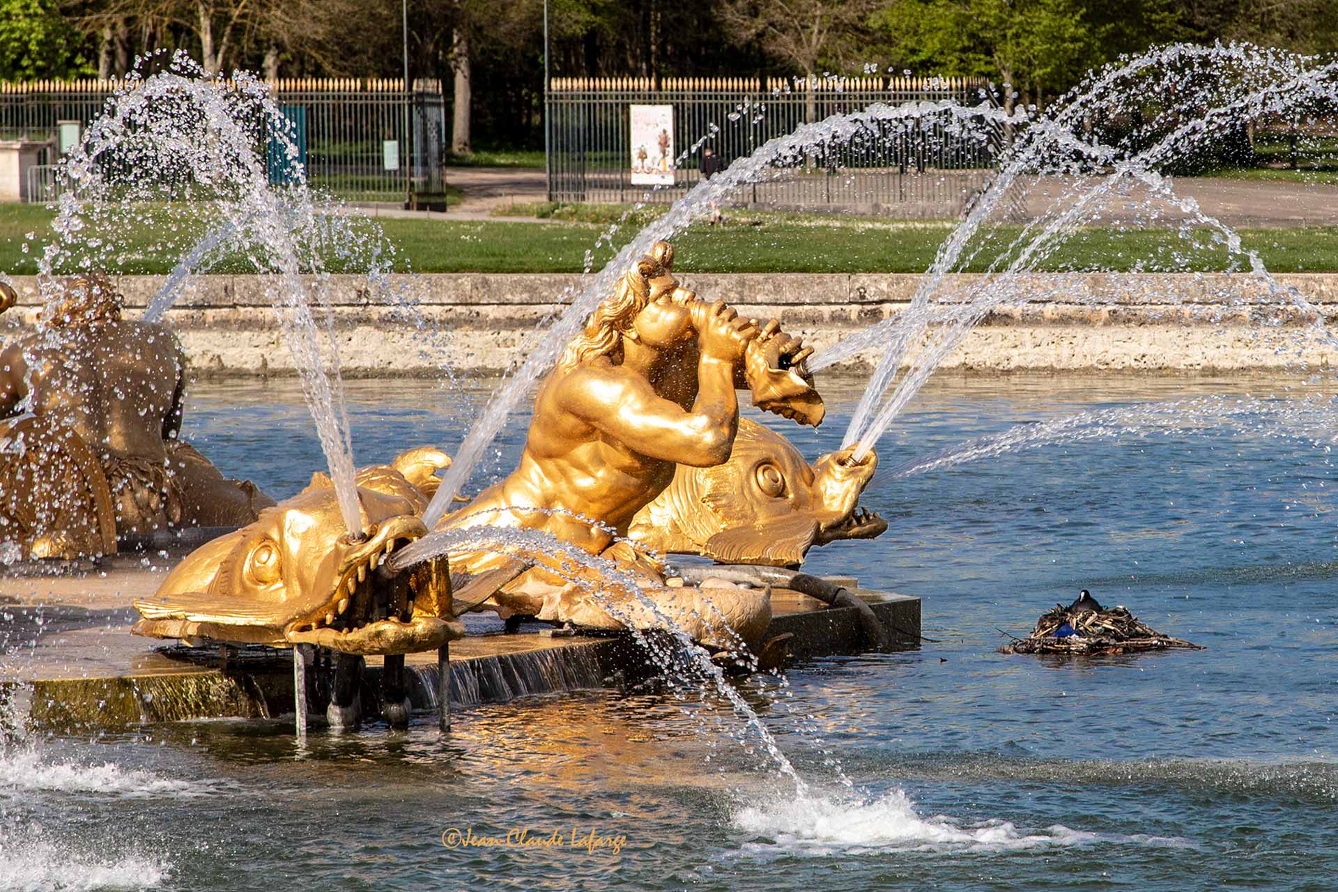 Détails du Bassin du Char d'Apollon dans le Parc du Château de Versailles; à droite, maman foulque couve sur une palette en guise de radeau où elle a construit son nid ! 