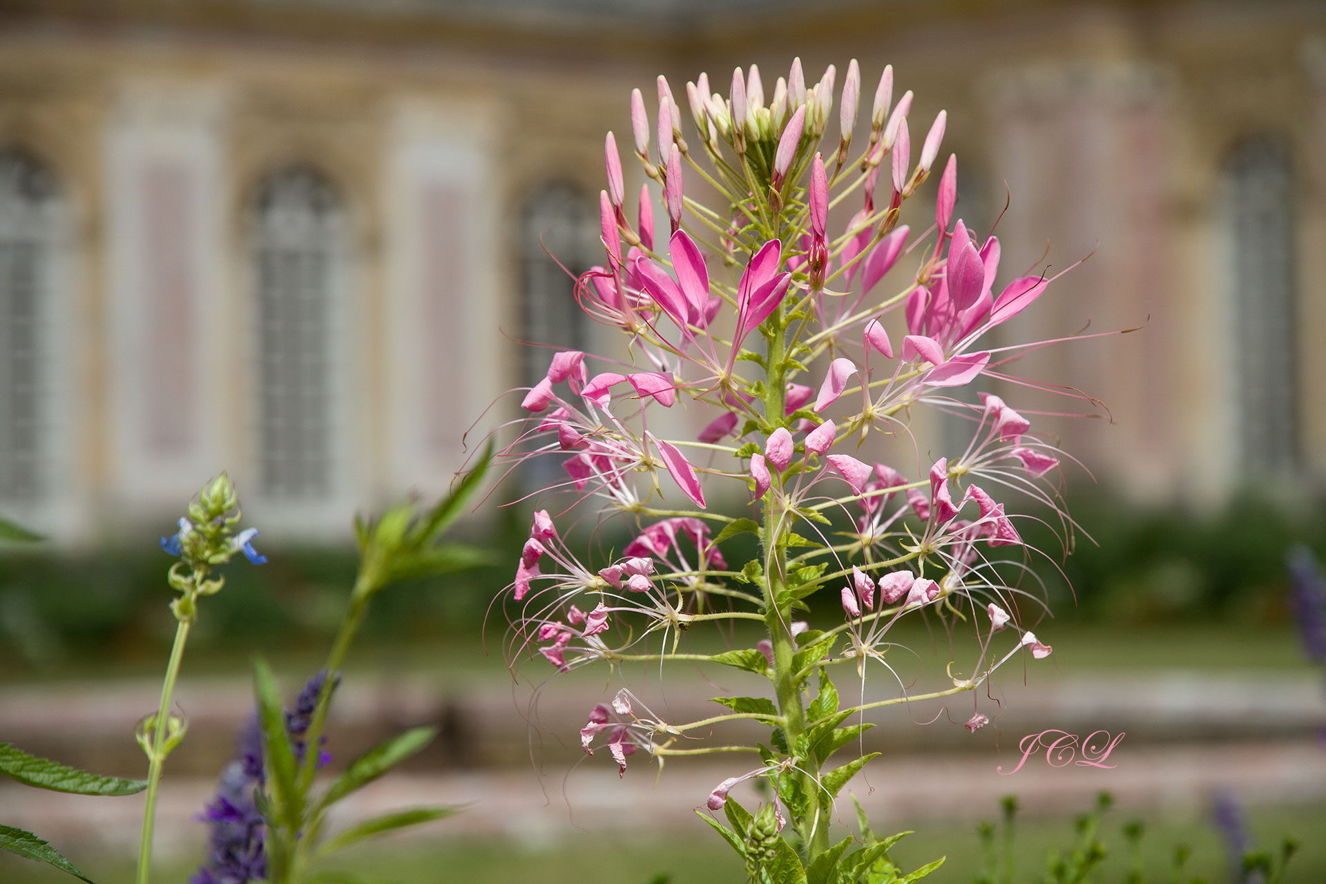 Belles fleurs roses des Jardins du Grand Trianon du Château de Versailles. 