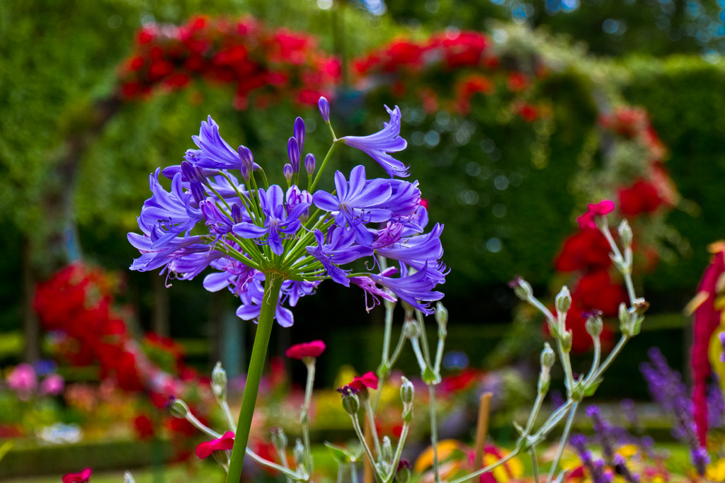 Fleurs du Jardin du Petit Trianon.